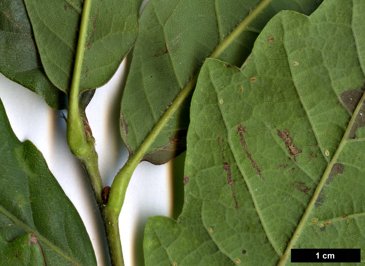 High resolution image: Family: Fagaceae - Genus: Quercus - Taxon: glabrescens × Q.robur